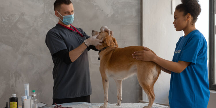 In-Home Veterinary Care