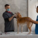 Enhancing Your Pet's Well-being: The Convenience of In-Home Veterinary Care In-Home Veterinary Care