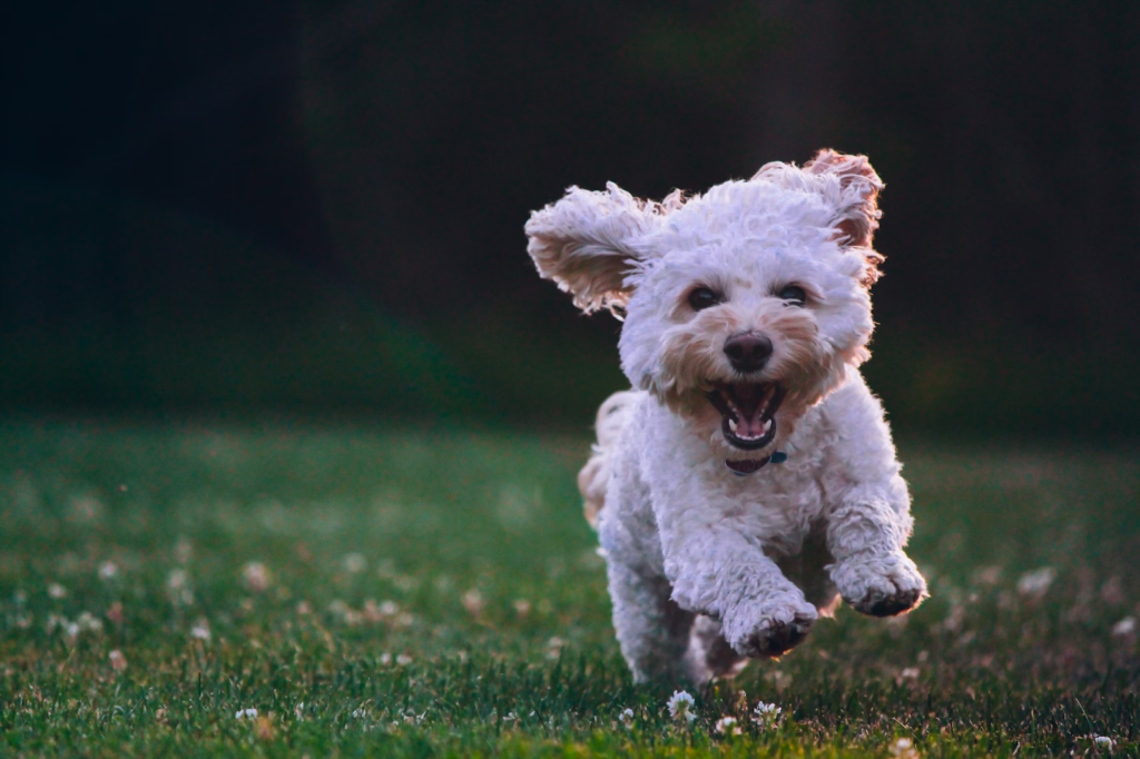 The Magic of Mixed Breeds: Dogs Creating Bonds Across Species Magic of Mixed Breeds