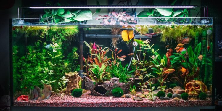 Freshwater vs. Marine Aquariums: Unveiling Truths and Myths Marine Aquariums