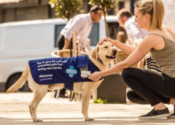 Pet Rescue Organizations