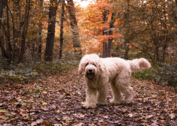 The Magic of Mixed Breeds- Dogs Creating Bonds Across Species