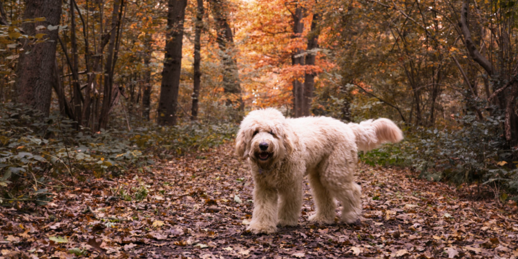 The Magic of Mixed Breeds- Dogs Creating Bonds Across Species