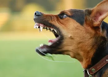 You've Been Bitten by a Dog