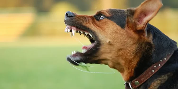 You've Been Bitten by a Dog