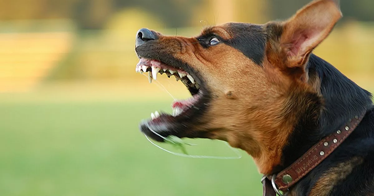 What To Do If You’ve gotten Been Bitten By way of A Canine In California