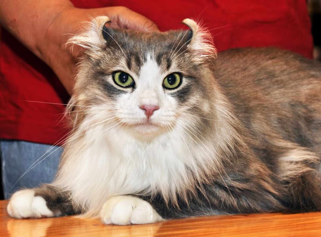 12 Cats With Big Noses American Curl with big nose