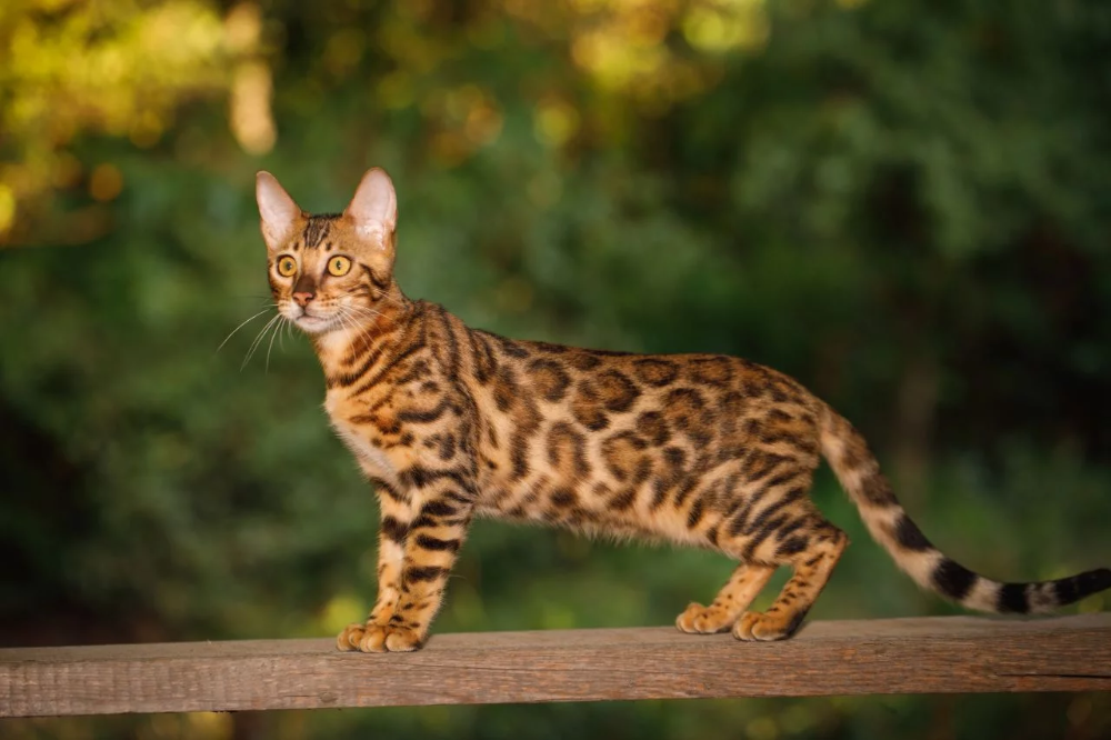 12 Cats With Big Noses Bengal Cat with big nose
