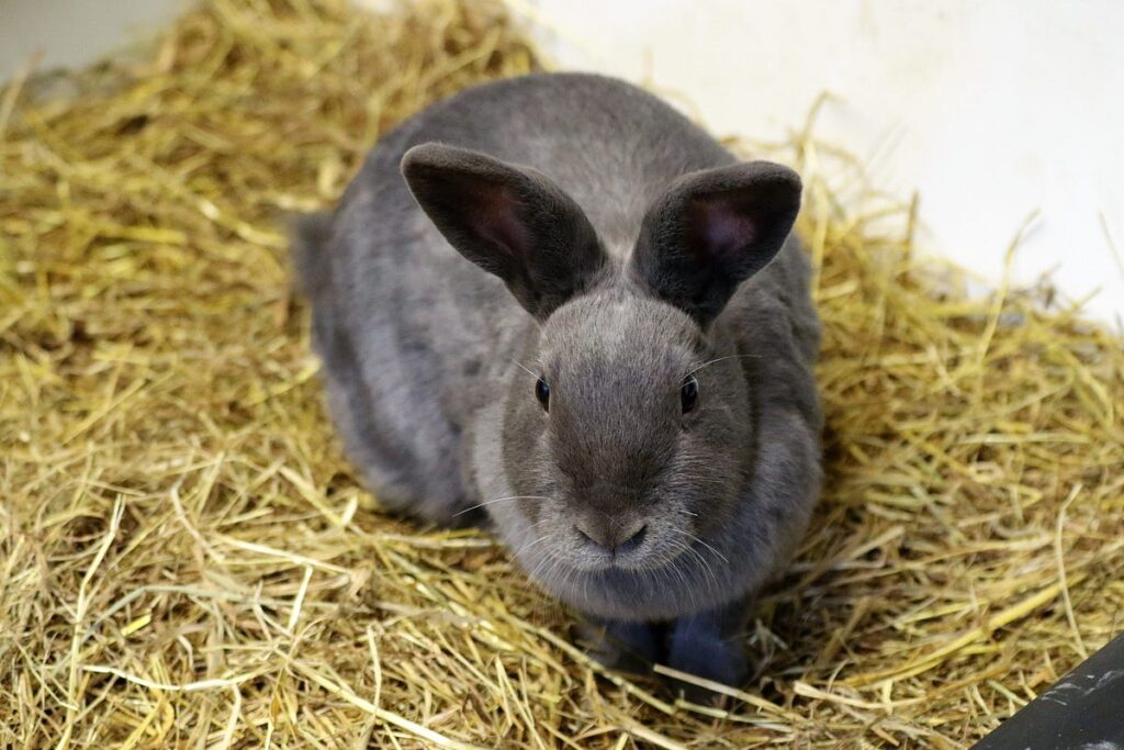 Best Hay for Rabbits