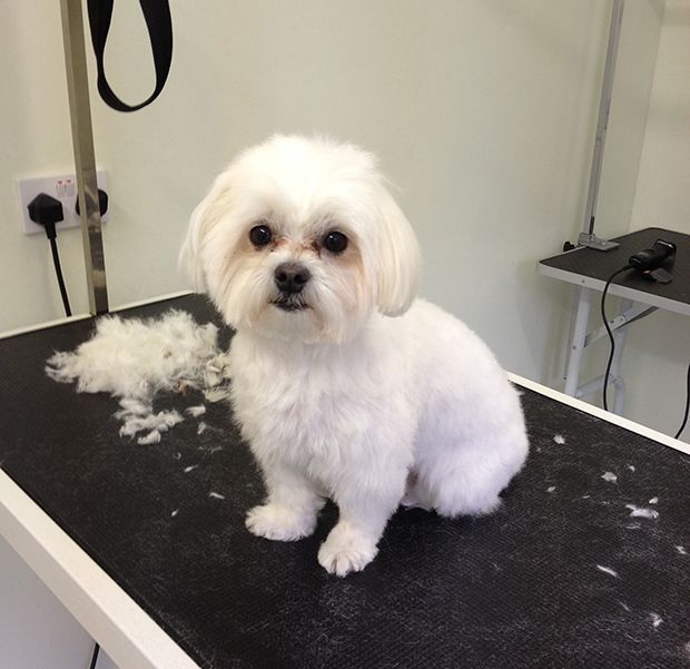 Black and White Maltipoo Haircuts 