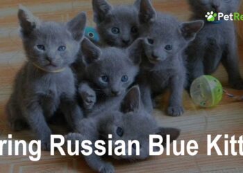 Caring tips for Russian Blue Kitten