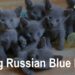 5 Caring Tips for Russian Blue Kitten Caring tips for Russian Blue Kitten