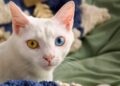 Cats With Big Noses