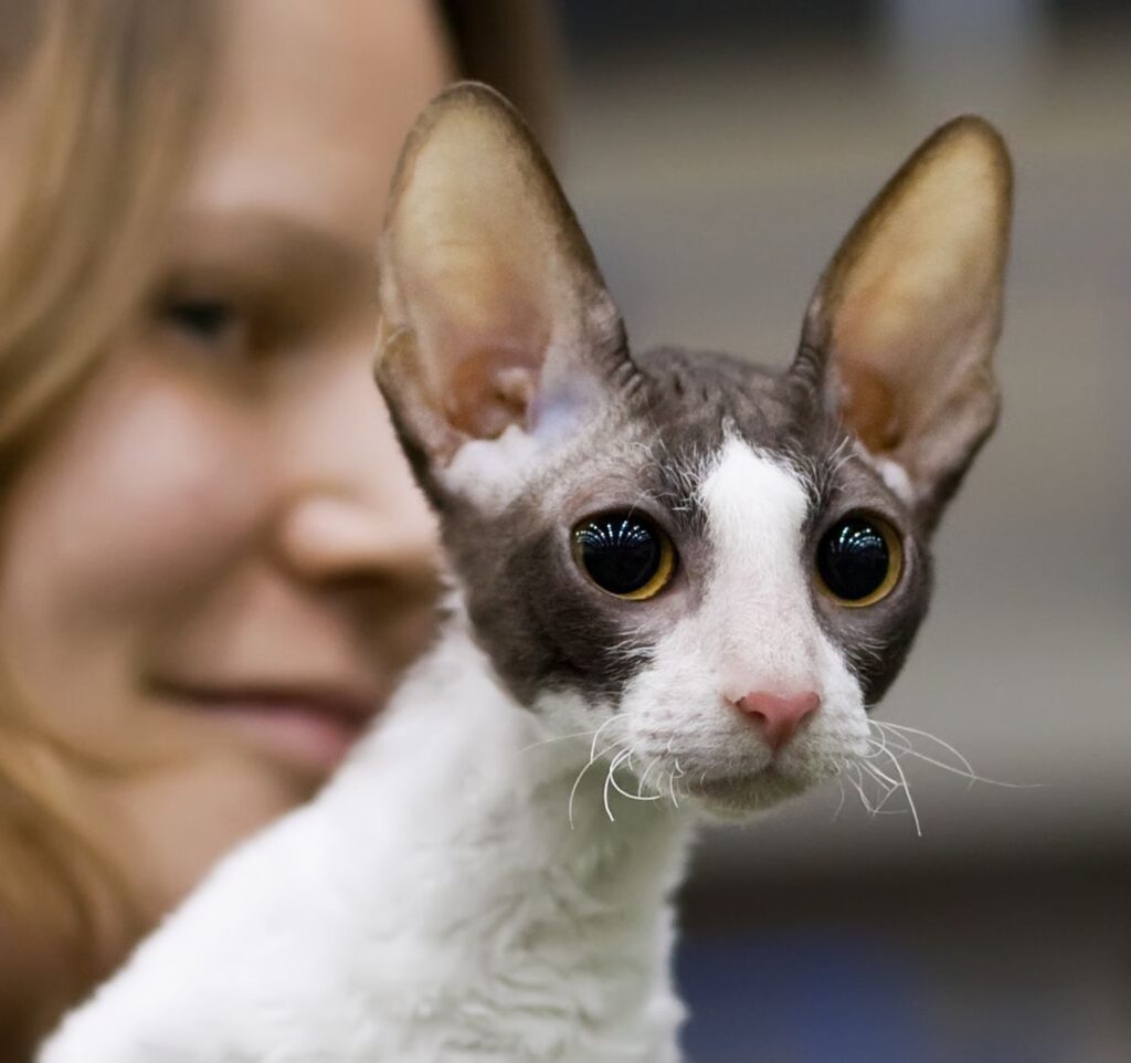 12 Cats With Big Noses Cornish Rex with big nose