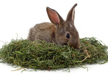 The Best Food for Rabbit: Guide on Rabbit Diet Food for Your Rabbit