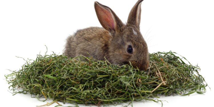 The Best Food for Rabbit: Guide on Rabbit Diet Food for Your Rabbit