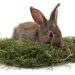 Food for Your Rabbit