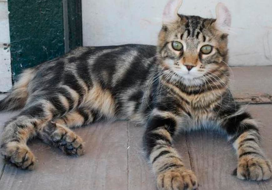 12 Cats With Big Noses Highlander Lynx with big nose