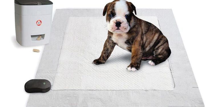 How To Potty Train A Bully Puppy? How To Potty Train A Bully Puppy