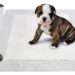 How To Potty Train A Bully Puppy? How To Potty Train A Bully Puppy