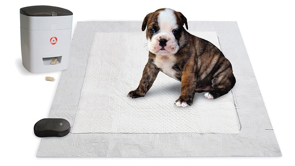 How To Potty Train A Bully Puppy