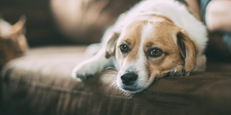 A Lack of Nutrition Can Cause These Common Dog Problems Lack of Nutrition