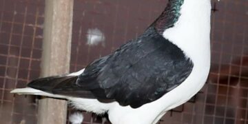 Lahore Pigeon