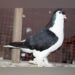 Lahore Pigeon