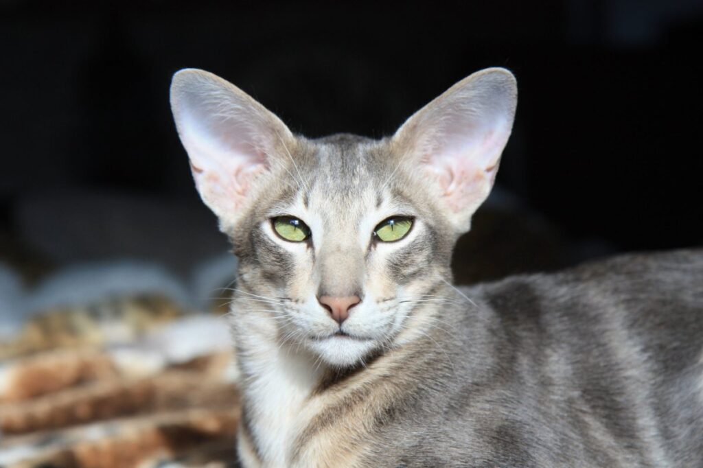 12 Cats With Big Noses Oriental Shorthair with big nose