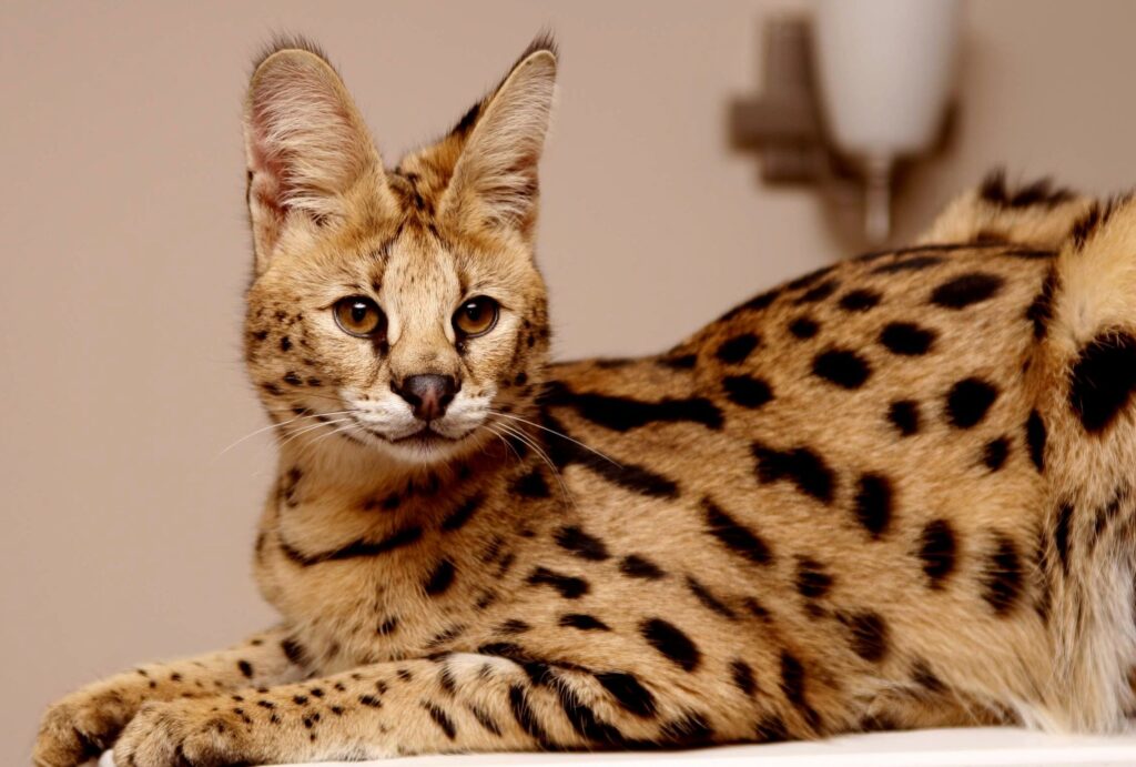 12 Cats With Big Noses Savannah cat with big nose