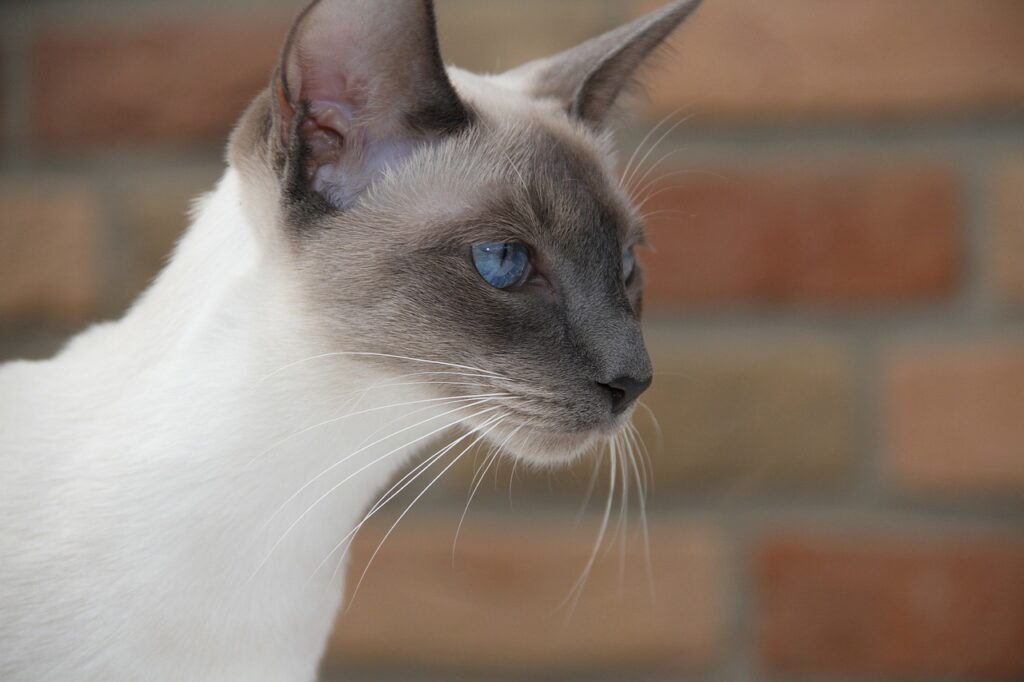 12 Cats With Big Noses Siamese with big nose
