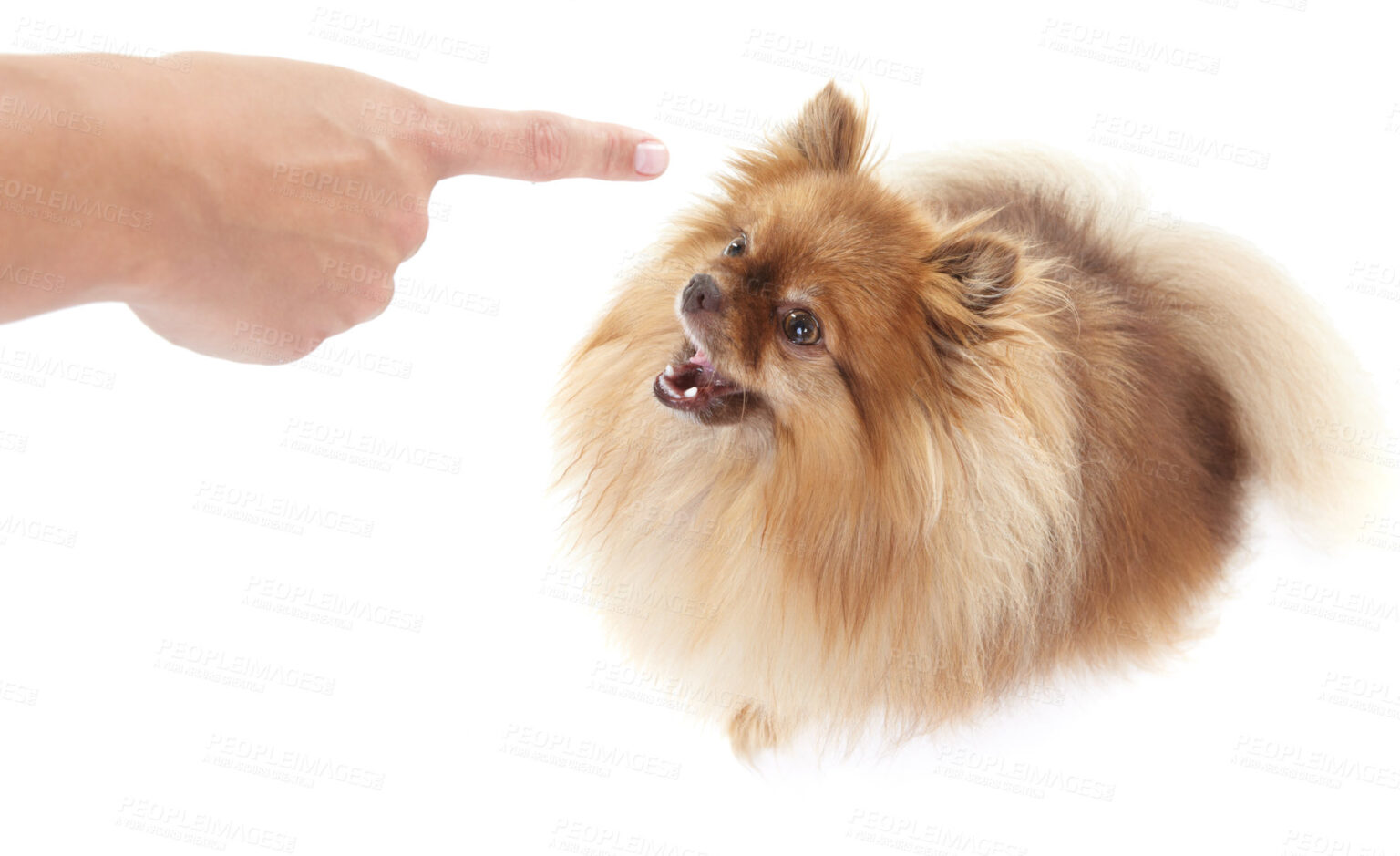 Small Dog Training Made Easy Guide