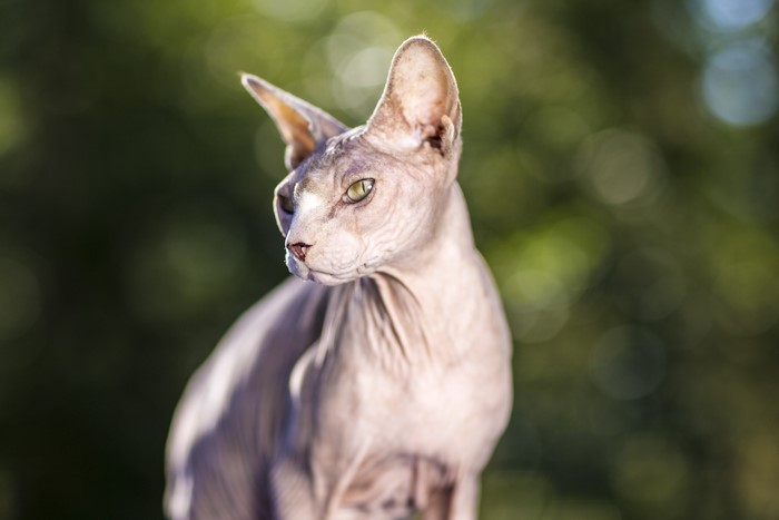 12 Cats With Big Noses Sphynx with big nose