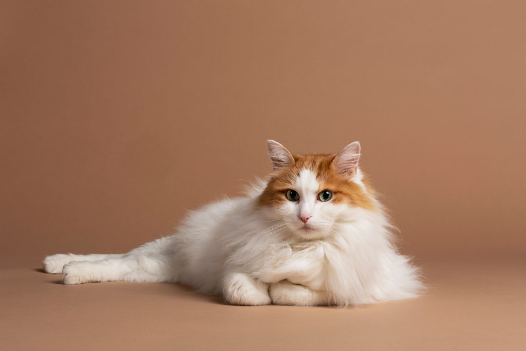 12 Cats With Big Noses Turkish Van with big nose