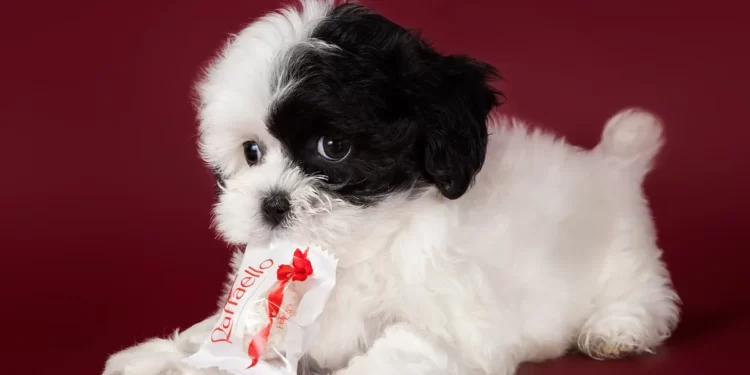 black and white maltipoo puppies