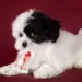 black and white maltipoo puppies