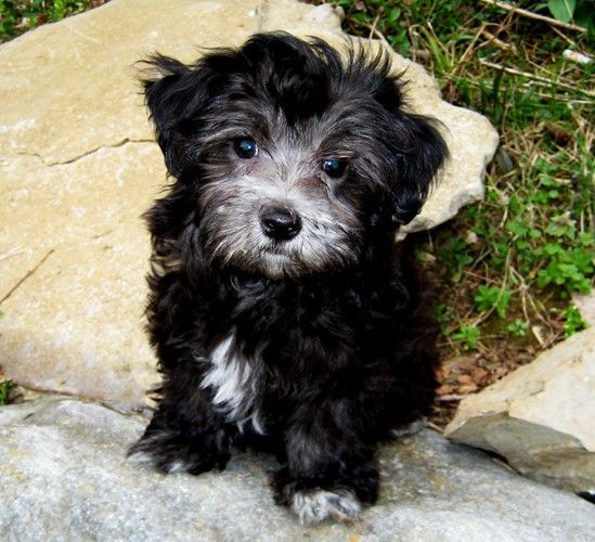 black and white maltipoo puppies