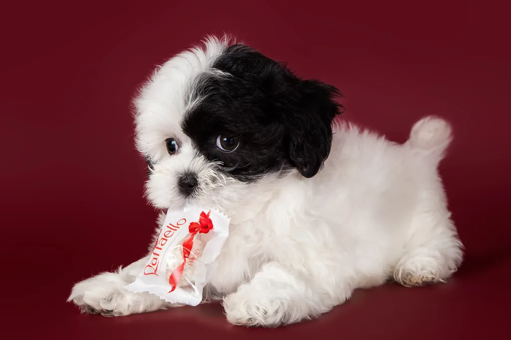 Black And White Maltipoo – The entirety You Want To Know