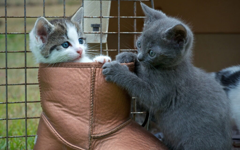 Playtime with the Russian Blue kitten