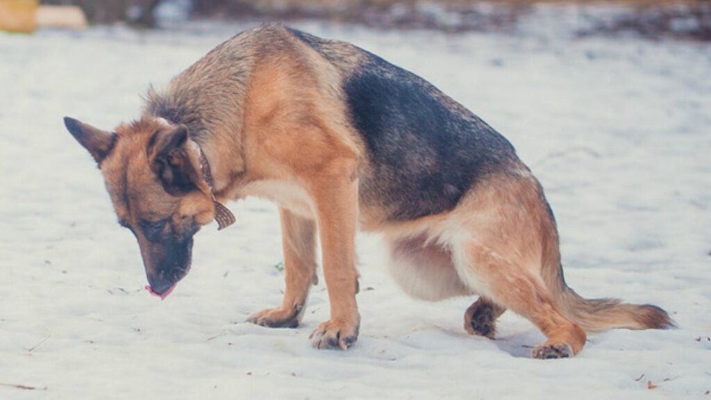hip dysplasia in dogs