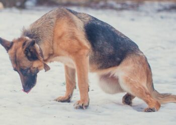 hip dysplasia in dogs