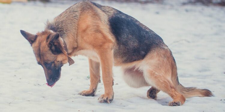 hip dysplasia in dogs