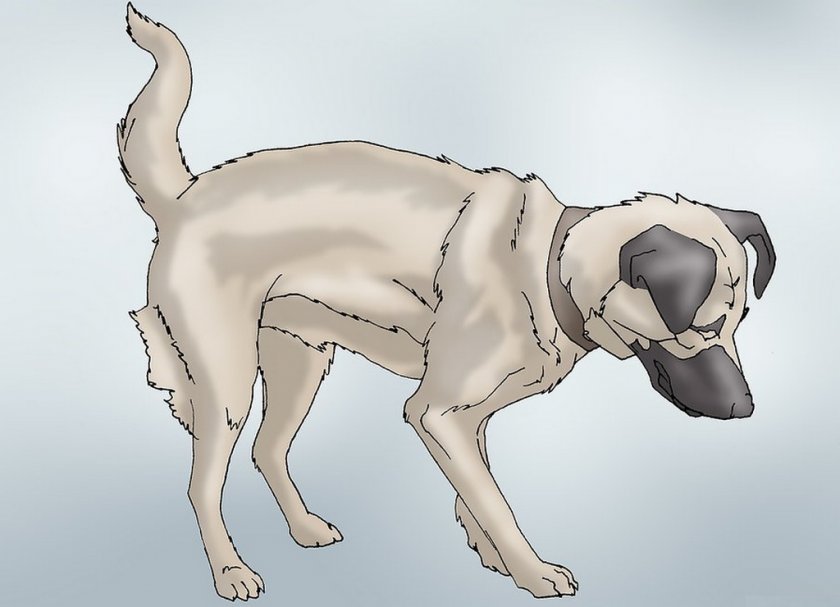 hip dysplasia in dogs