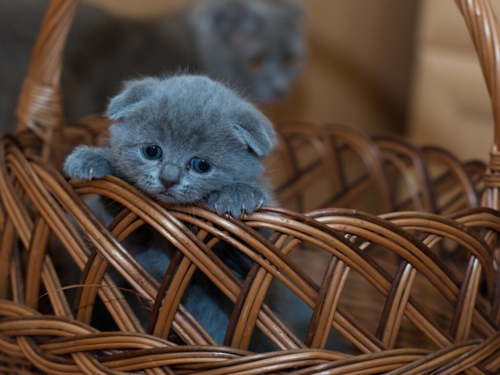 Caring for Your Russian Blue Kitten