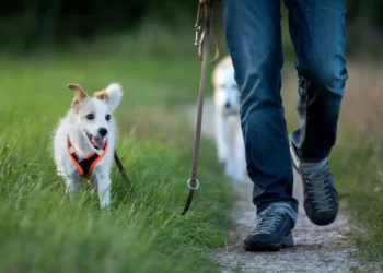 Keeping Your Puppy Leashed