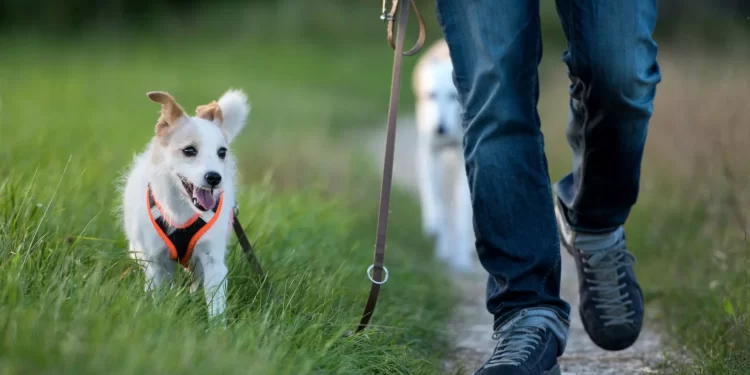 Keeping Your Puppy Leashed