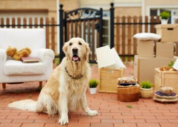 Moving Guide To With A Pet