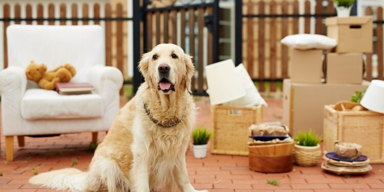 Adapting Your Home for the Comfort and Mobility of Senior Pets Moving Guide To With A Pet
