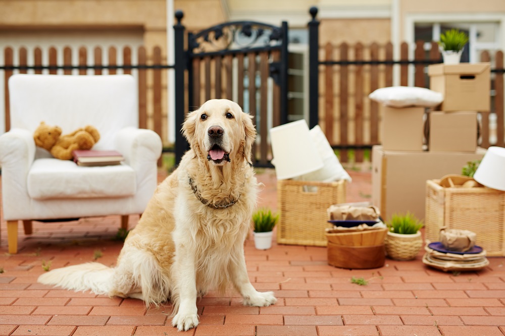 Moving Guide To With A Pet