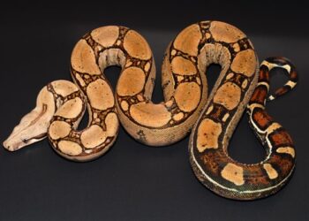 The Ultimate Guide to Red Tail Boa Care and Maintenance Red Tail Boa Care